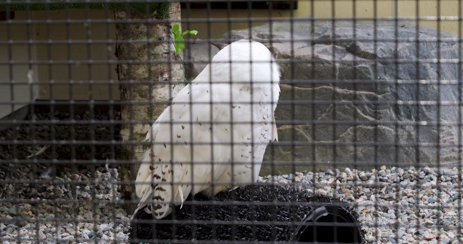 Snowy Owl (Bubo scandiacus) at Sitka Alaska Raptor Center.