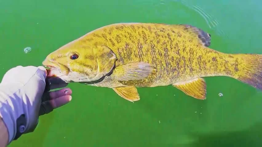 Close up of smallmouth bass being released by hand in calm green water, fish thrashes, shakes its head, then swims down below the surface, freshwater catch and release fishing scene.