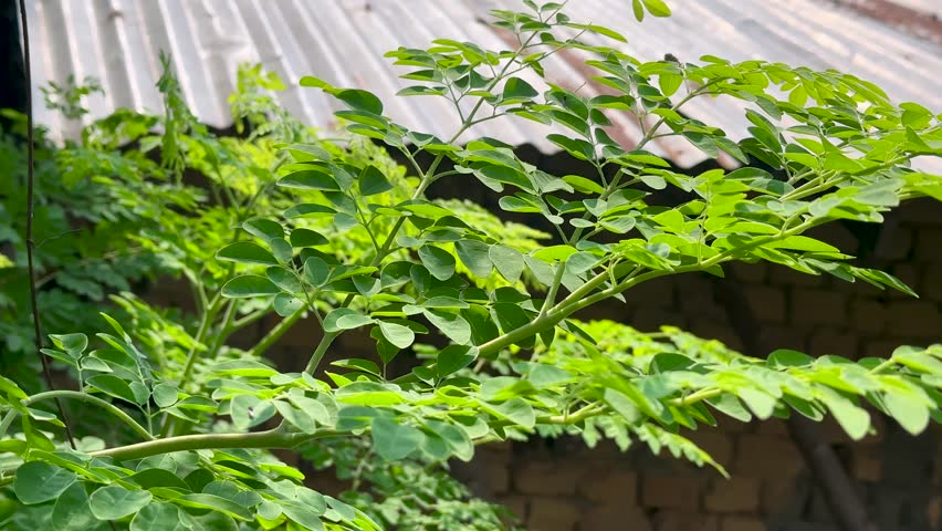 Vibrant green plant leaves flutter softly, rustic building background, natural outdoor light.