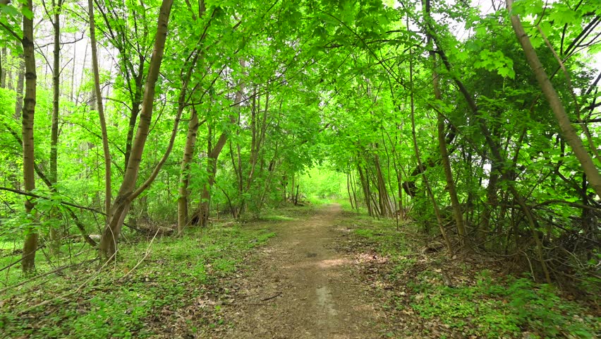 Spring in the forest, deciduous forest, green fresh leaves on the branches, sandy forest road