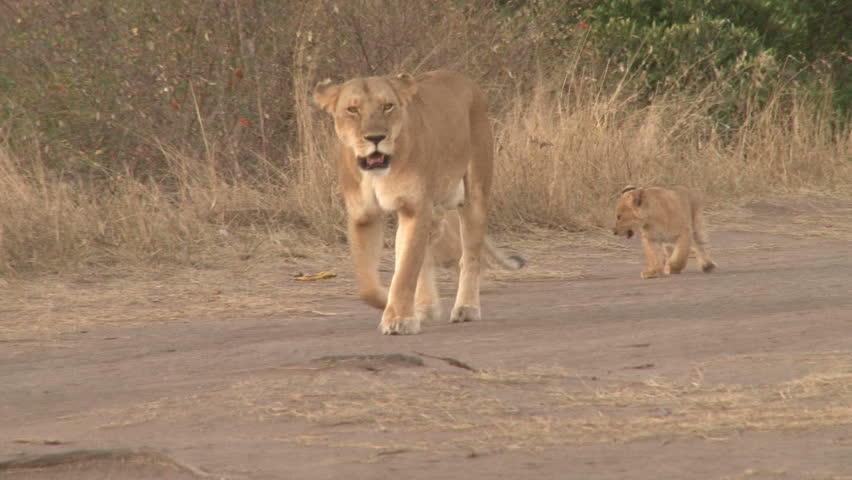 mother lion and two cubs walking
