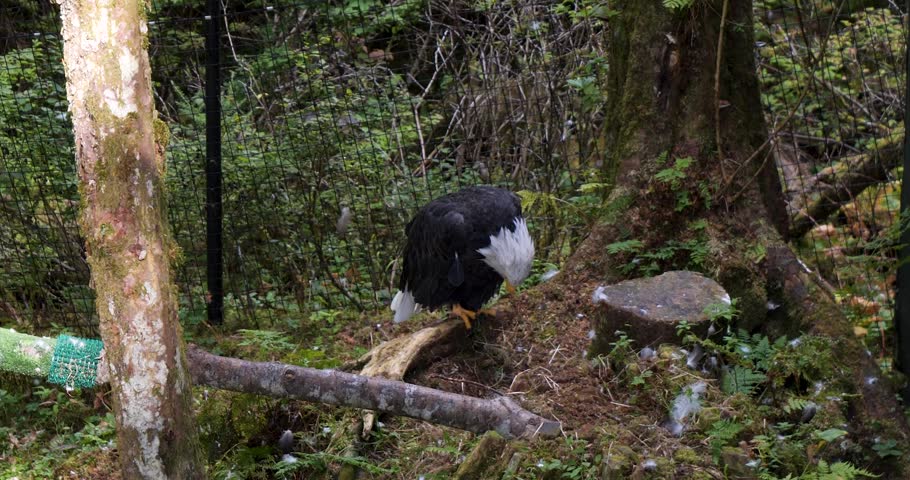 Beautiful Adult Bald eagle,Sitka, Alaska.