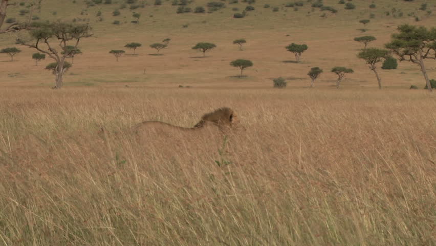 lioness in the middle of grass having missed a kill