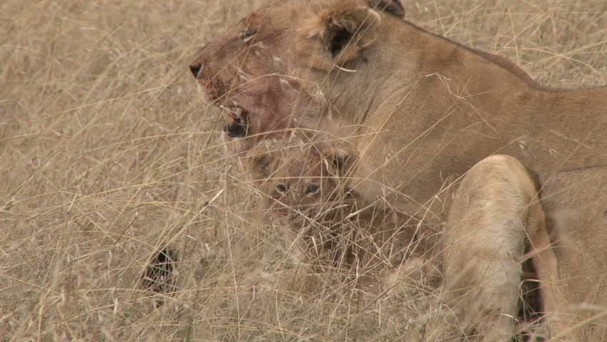 lion cub well hidden in long grass beside the mother