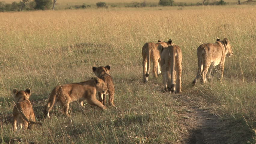 lion cubs and mothers walk away from camera
