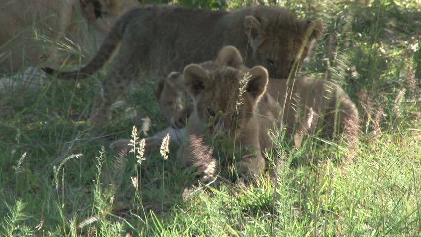 lion cubs eating grass to heal an upset stomach