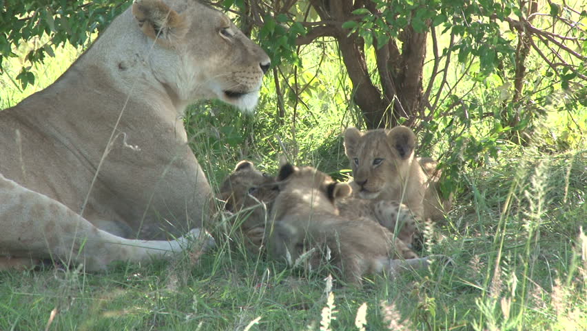 lion cubs playing while mother pants and watches