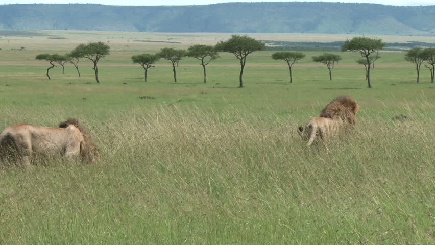 lion runs away from another one, carrying a gazelle
