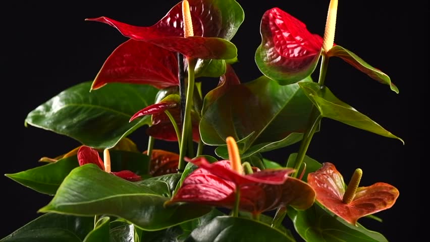 Anthurium House plant Anturium rotating over black background, Anthurium heart shaped flower, Flamingo flowers or Anthurium andraeanum (Araceae, Arum). 