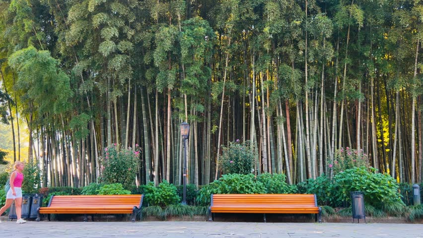 Young female traveler walking along bamboo forest grove with benches in lush green park on sunny day Batumi Georgia