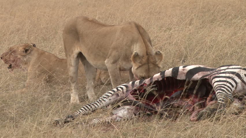 lioness with a cub eating a dead zebra