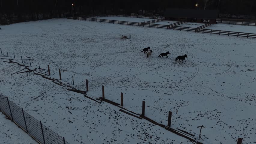 Snowy fields and running horses 