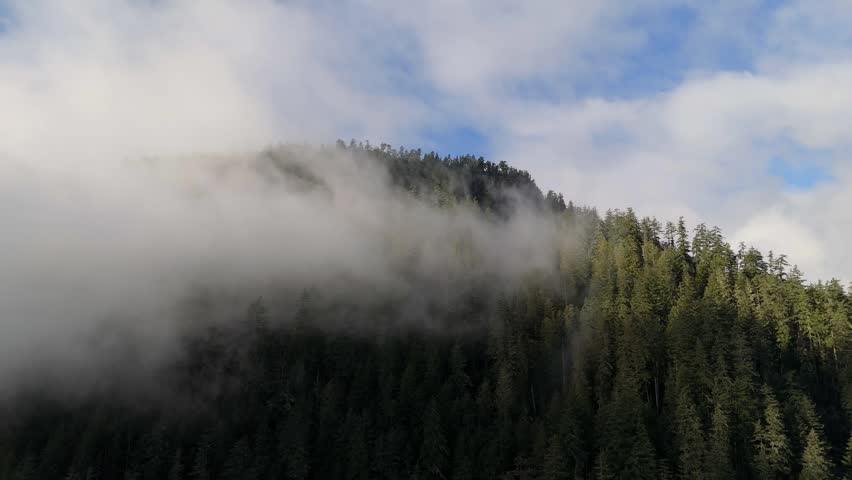 Fog Rolling Over a Dense Forest on a Mountain in British Columbia, Canada