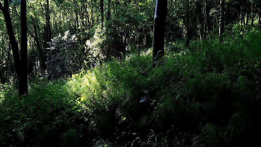 Water flowing down the hill