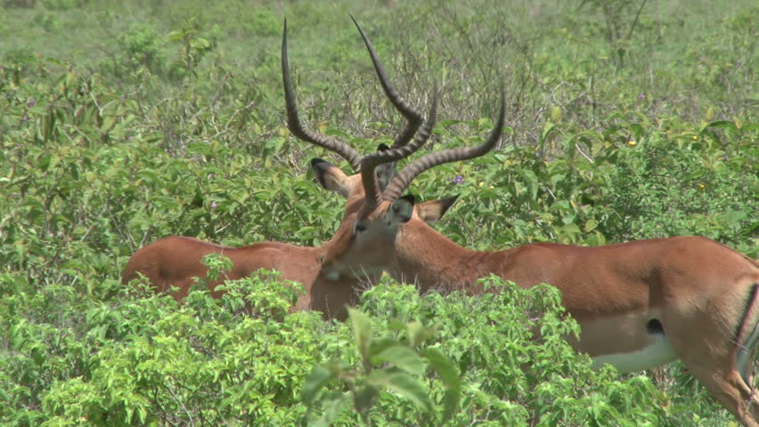 male impalas grooming each other for comfort