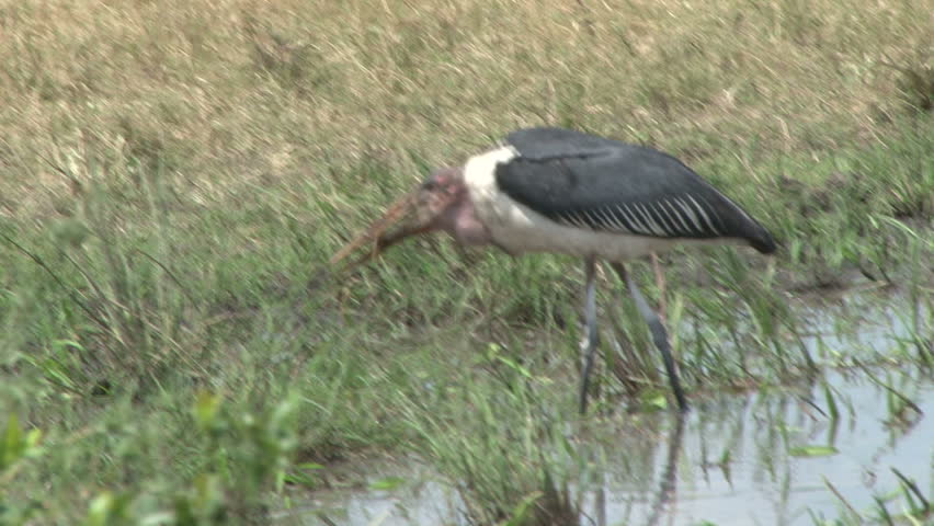 marabou stork eating fish in a pond
