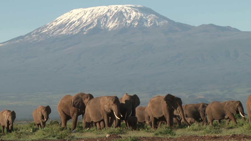 many elephants coming from kilimanjaro to the swamps of amboseli to feed
