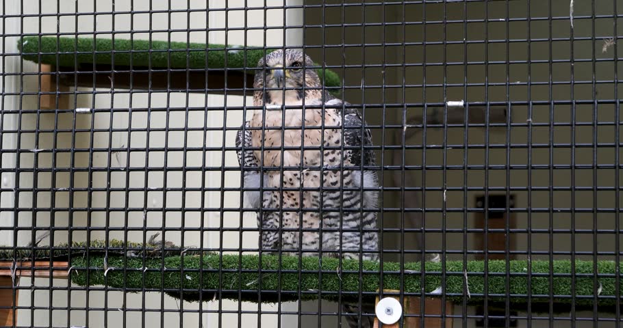 Gyrfalcon and Peregrine falcon hybrid at Sitka Alaska Raptor Center.