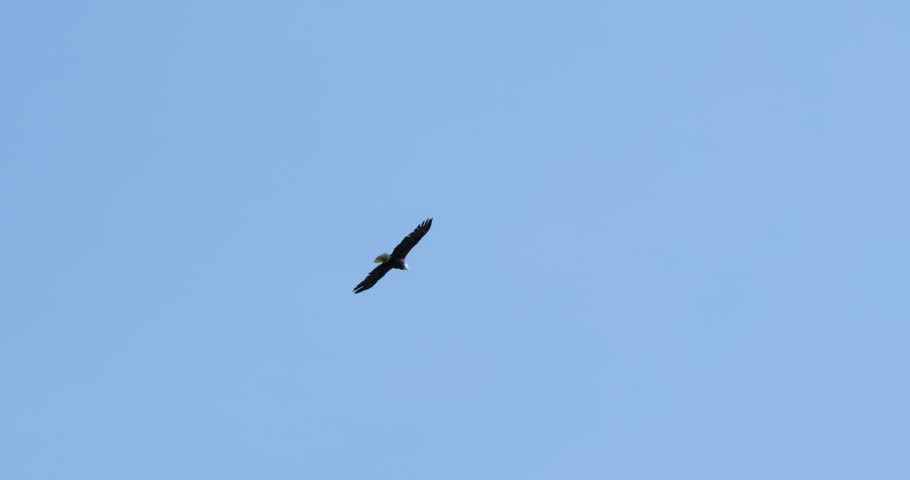 Bald eagle majestically soaring in a sunny day, in Alaska.