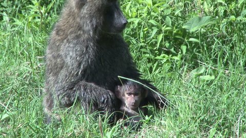 olive baboon holding a small baby tenderly