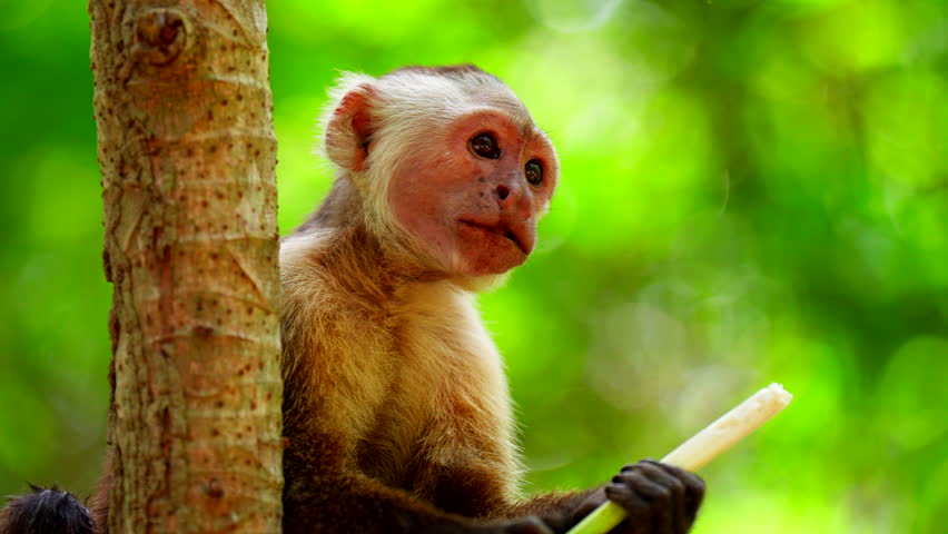 Close-up slow motion view of Capuchin monkey eating plant root in rainforest