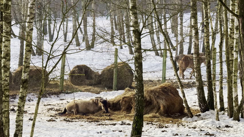 A cow lies next to hay bales in a snowy landscape. Birches surround the scene, and the ground is covered in snow. It is a quiet winter day on a farm.