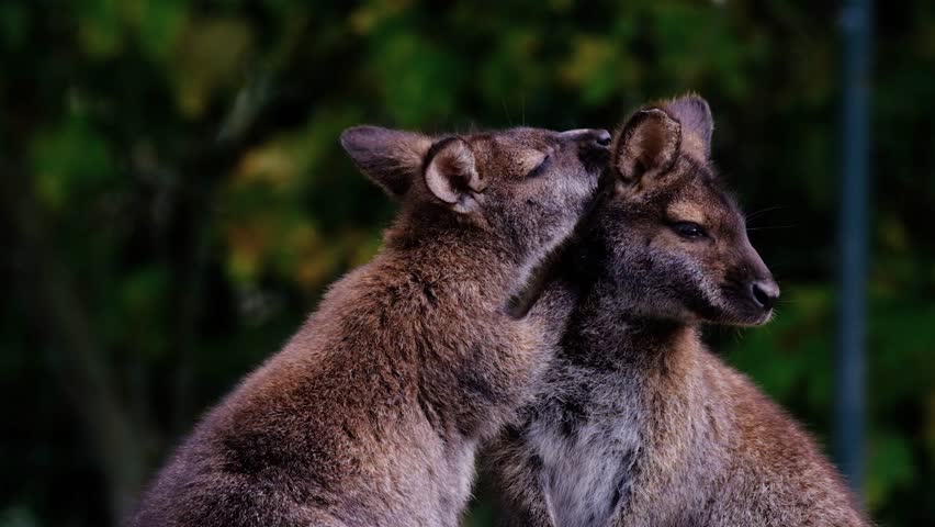 Two adorable wallabies nuzzling and standing close together in a dark natural forest environment.