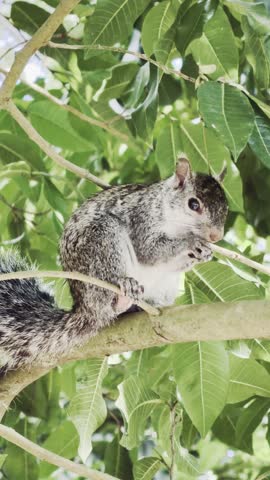A close up view of a small grey squirrel resting on a branch within a lush green forest environment.