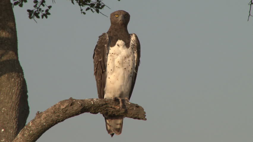 martial eagle on an acacia tree watching the plains