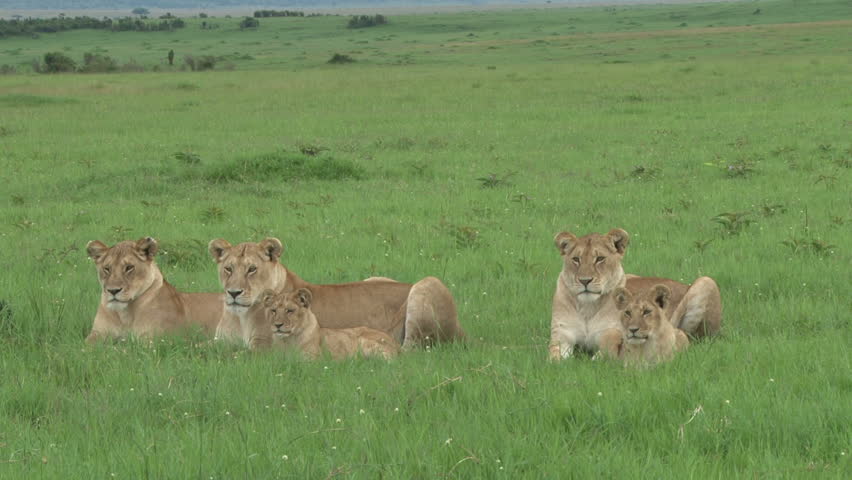 mother and cubs of lions resting in the plains