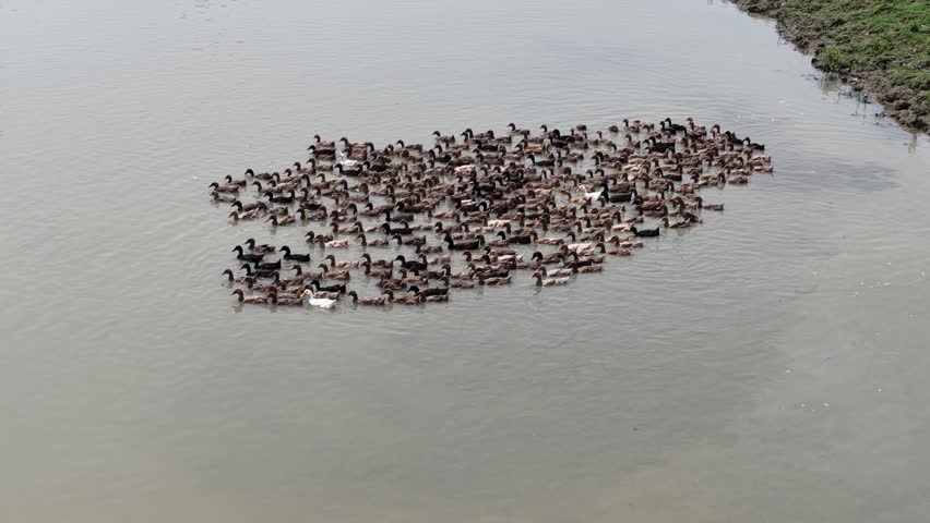 Wildlife Scene With Ducks Floating In Pond aerial view