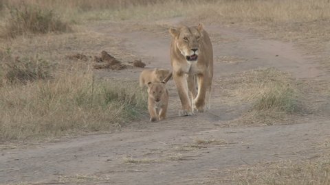 mother lion and two cubs walking together