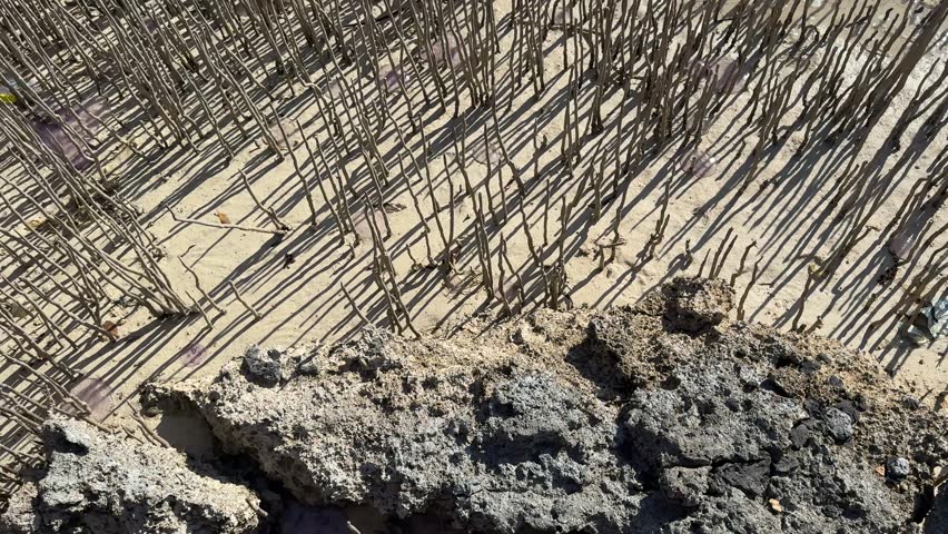 The mangrove channel in Ras Mohammed National Park near Sharm El Sheikh, South Sinai, Egypt. Mangrove trees are distinguished by their dense woody stems and aerial roots emerging from the shallow seawater in the foreground. These breathing roots, known as pneumatophores, are part of the tree’s unique respiratory system in the coastal marine environment of the Red Sea.