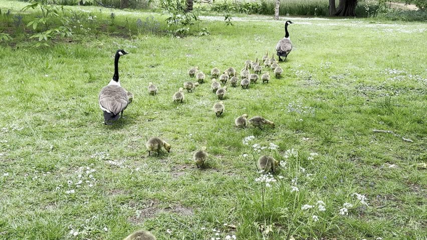 Canadian geese are leading their goslings through the grass in a botanical garden.