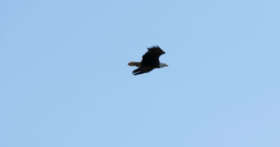 Bald eagle soaring majestically, Alaska.