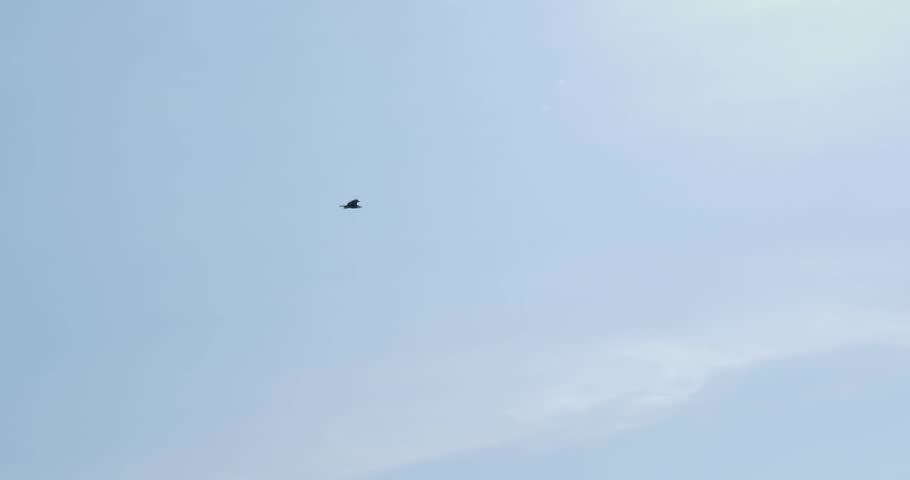 Bald eagle soaring in a sunny day, Alaska.