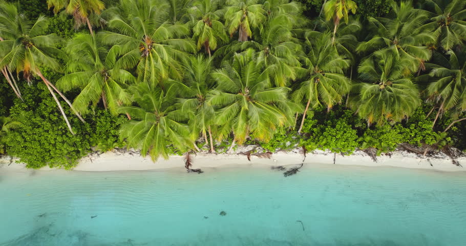 Tropical island landscape featuring an aerial perspective of a pristine white sand beach gently meeting crystal clear turquoise ocean water, framed by lush green palm trees and dense vegetation