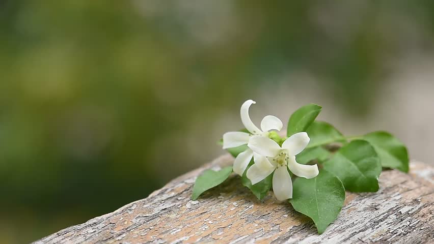 Andaman satinwood or Murraya paniculata branch flowers and green leaves on natural backgroud. 