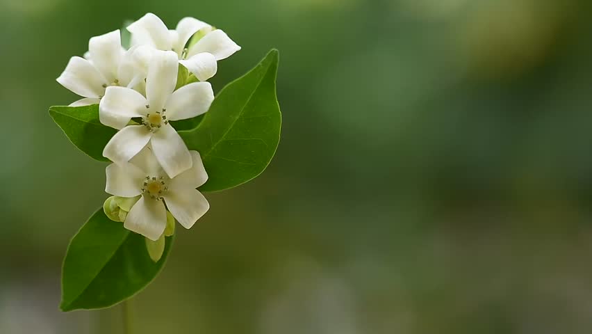 Andaman satinwood or Murraya paniculata branch flowers and green leaves on natural backgroud. 