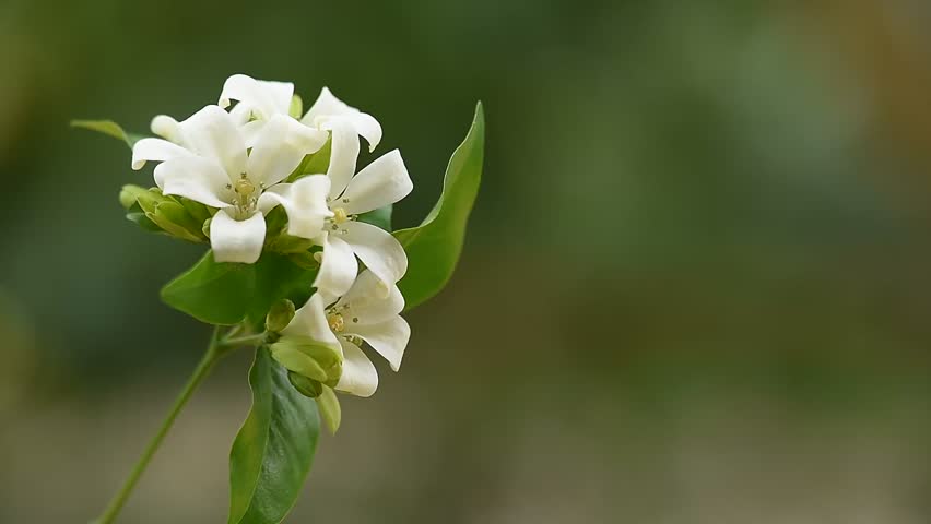 Andaman satinwood or Murraya paniculata branch flowers and green leaves on natural backgroud. 