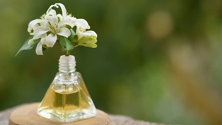 Andaman satinwood or Murraya paniculata branch flowers
 and perfume bottle on natural backgroud.