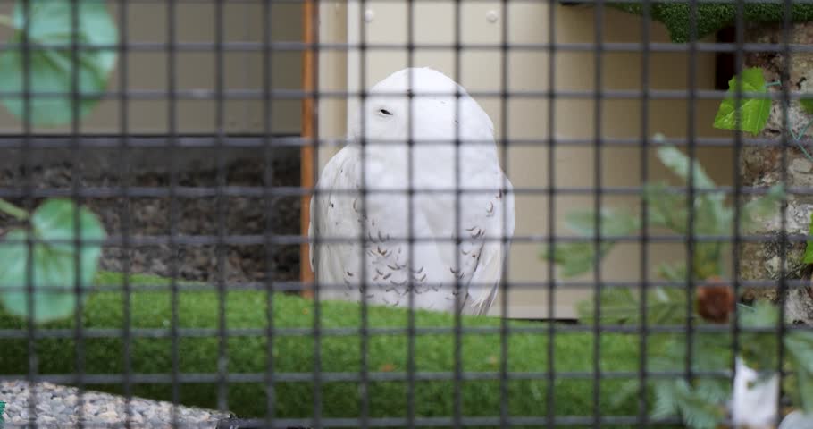 Snowy Owl (Bubo scandiacus) at Sitka Alaska Raptor Center.