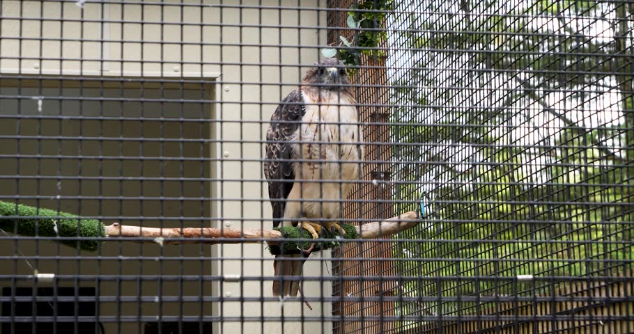 Red-tailed hawk (Buteo jamaicensis) at Sitka Alaska Raptor Center.