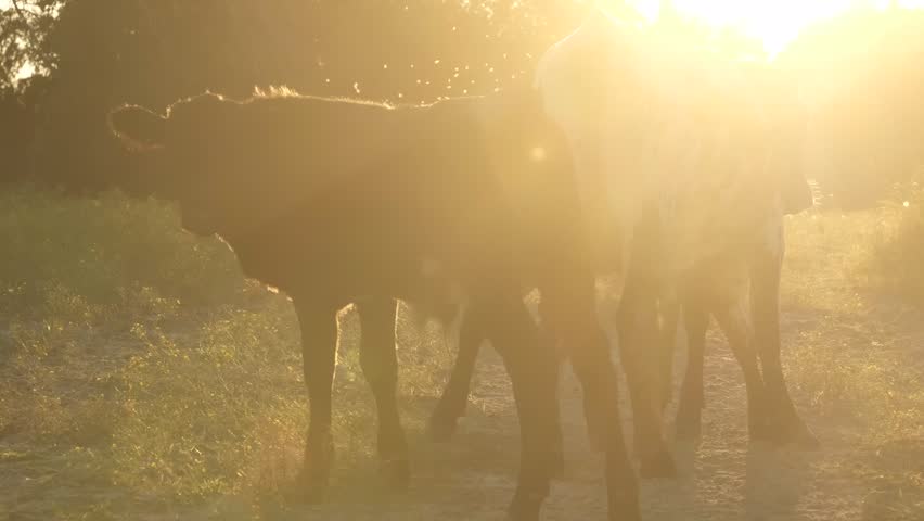 Cows closeup during dreamy sunset on Texas farm, livestock in agriculture concept.