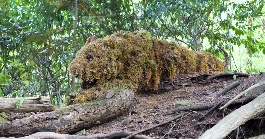 Topiary depicting a tiger at Victoria Butchart Gardens, British Columbia, Canada.