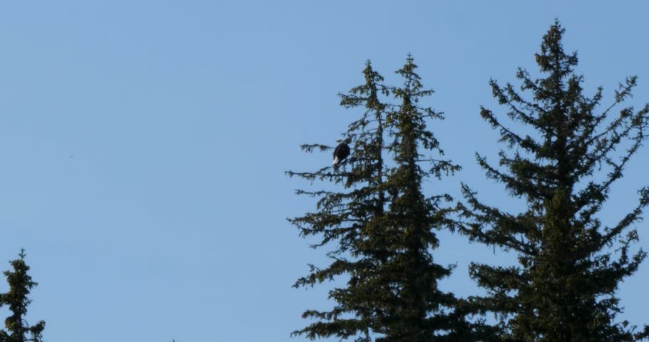 Bald Eagle sitting on a branch of a pine tree, Juneau, Alaska.