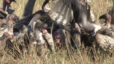 seriouse fight of vultures over a kill