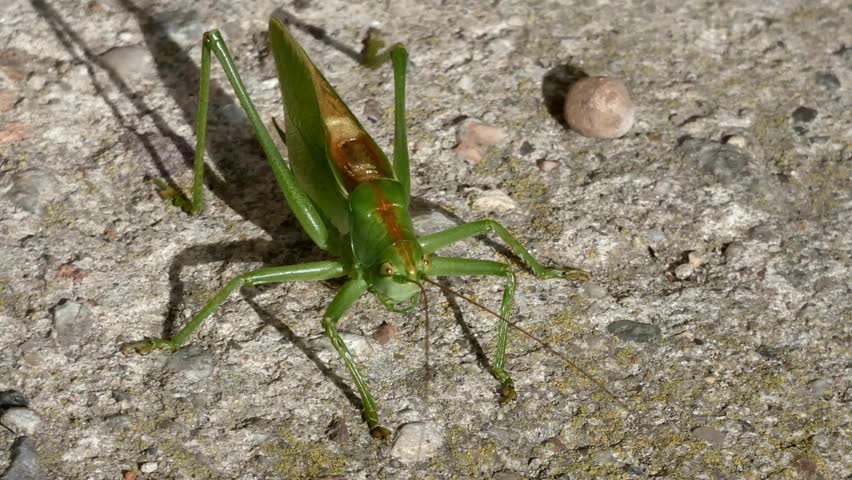 Large green grasshopper standing still on rough concrete ground surface