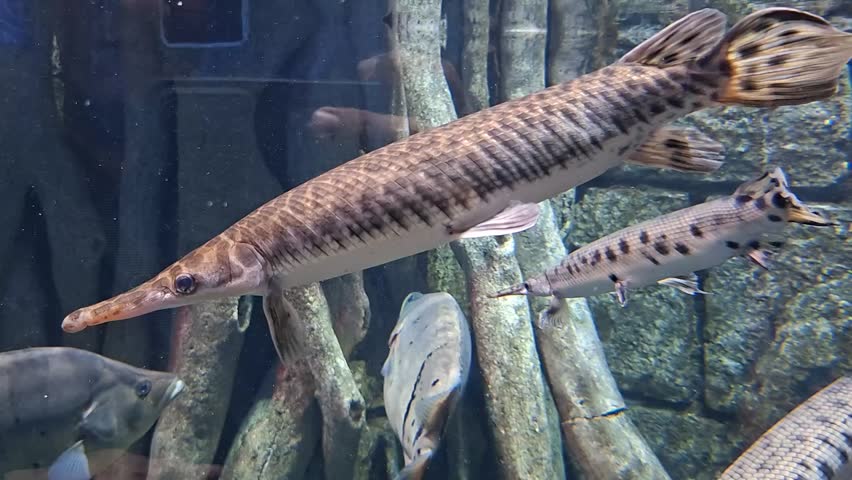 These fish are known for their needle-like snouts filled with sharp teeth and their cylindrical, armored bodies