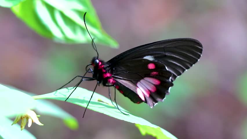 Red and black noble tropical butterfly on green nature background on big tropical island Ilha Grande in Angra dos Reis Rio de Janeiro Brazil.